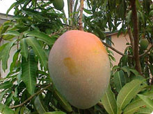 Growing Mangoes